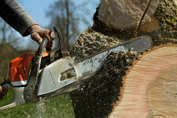 How Our Tree Care Process Works  in  Oyster Creek, TX