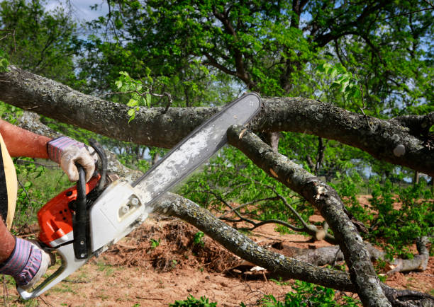 Best Organic Lawn Care Solutions  in Oyster Creek, TX